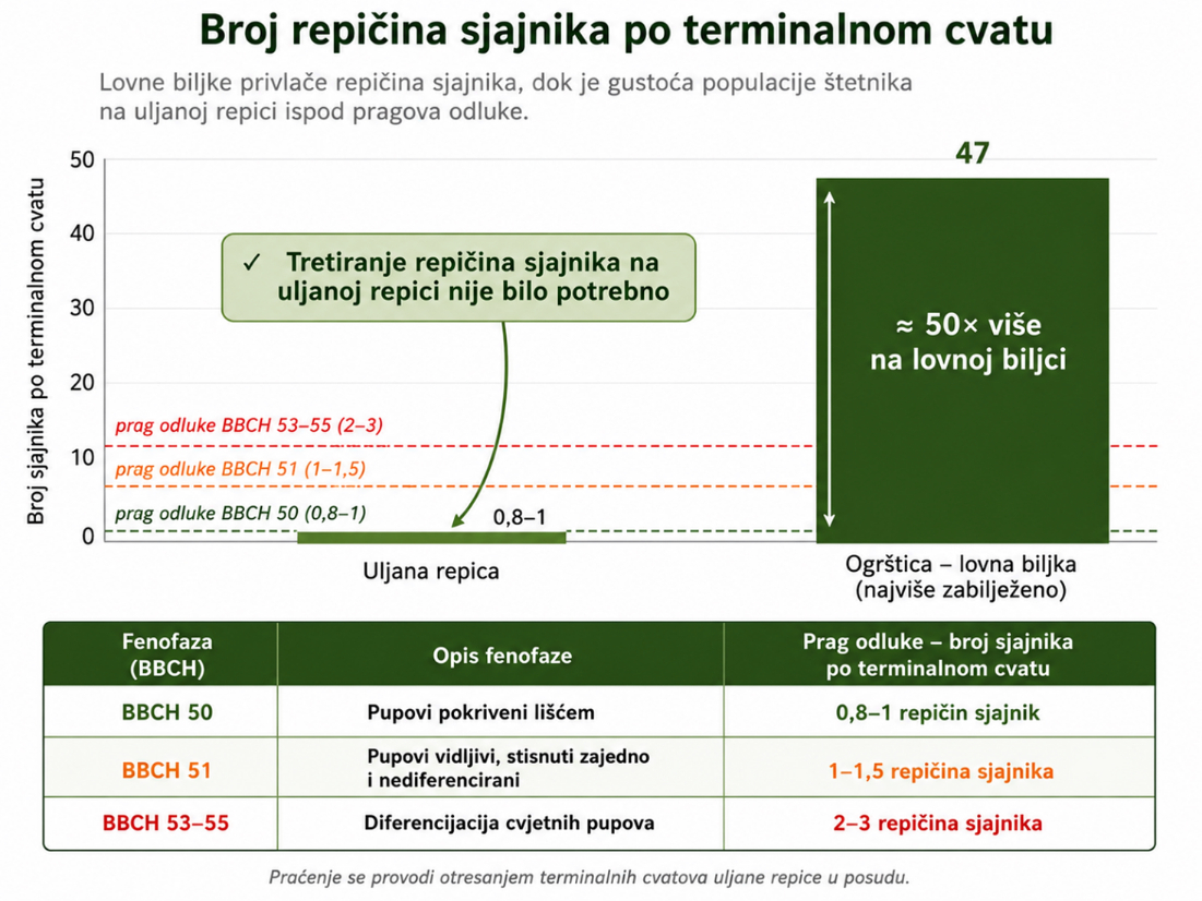 Broj repičina sjajnika na ogrštici u odnosu na uljanu repicu