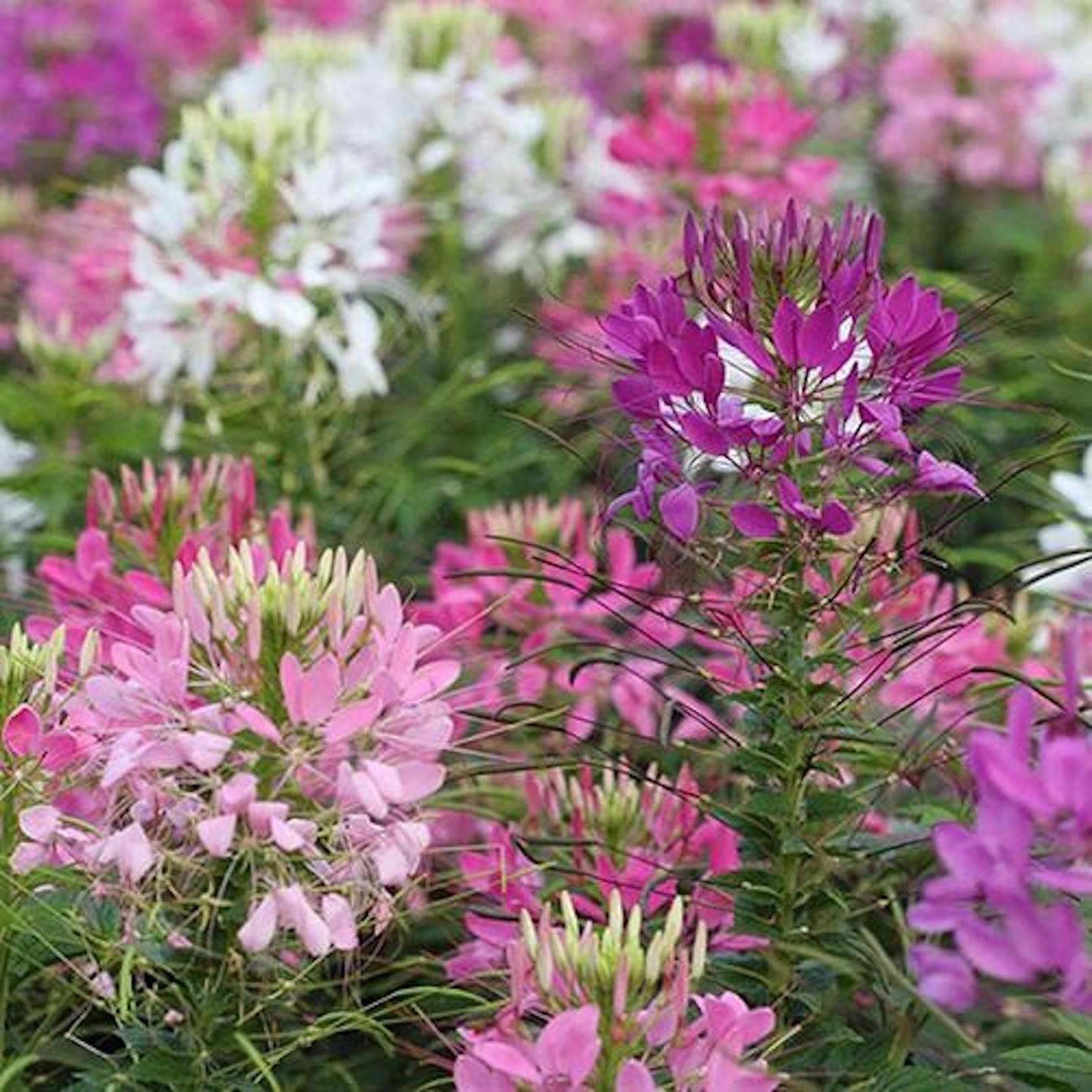 Paukov cvijet Cleome spinosa kao biljka mamac za zelenu stjenicu