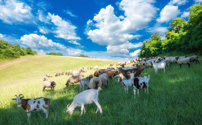 Staja prilagođena klimatskim uvjetima s energetski učinkovitim hlađenjem