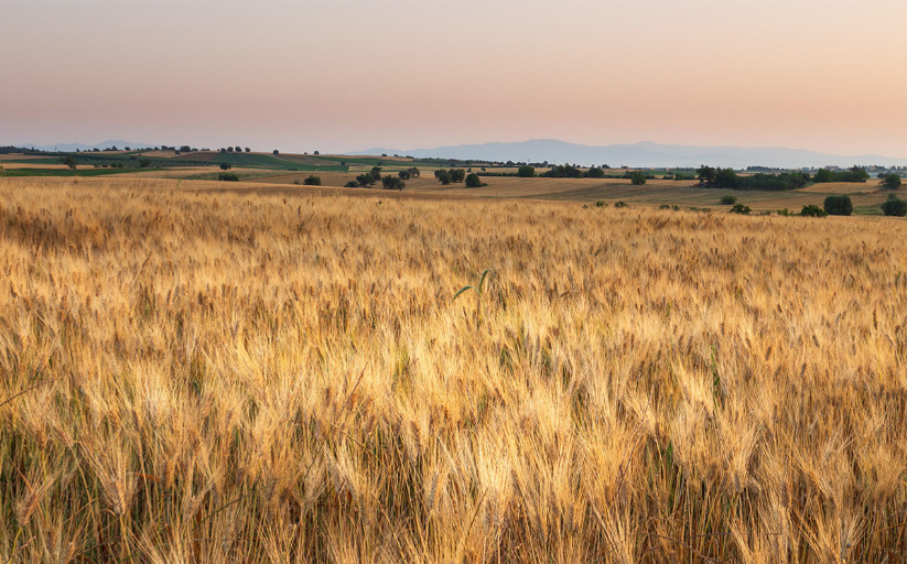Agrošumarski sustav koji integrira drveće u stočarsku proizvodnju
