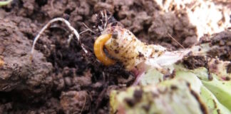 unichem agro plantella žičnjak žičnjaci u vrtu bioplantella
