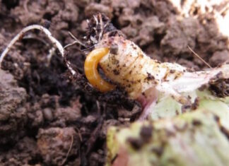 unichem agro plantella žičnjak žičnjaci u vrtu bioplantella