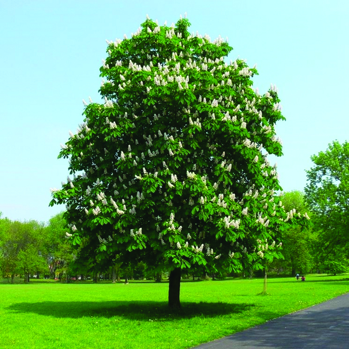 Деревья растущие в парках. Конский каштан обыкновенный. Каштан (Aesculus hippocastanum). Конский каштан обыкновенный Aesculus hippocastanum. Каштан конский (Aesculus).