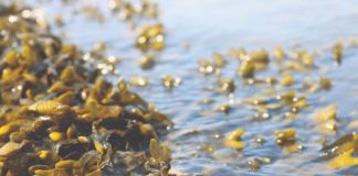 biostimulatori na bazi morskih algi