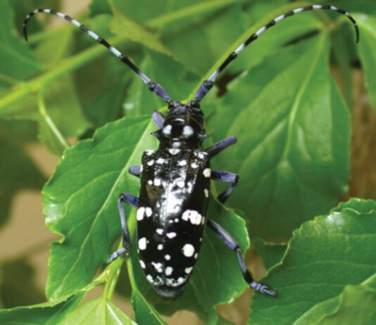Azijska strizibuba - novi štetnik drveća