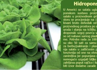 Agroekonomika - Isplativost uzgoja salate u zaštićenom prostoru
