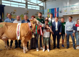državna stočarska izložba izložba stoke u gudovcu