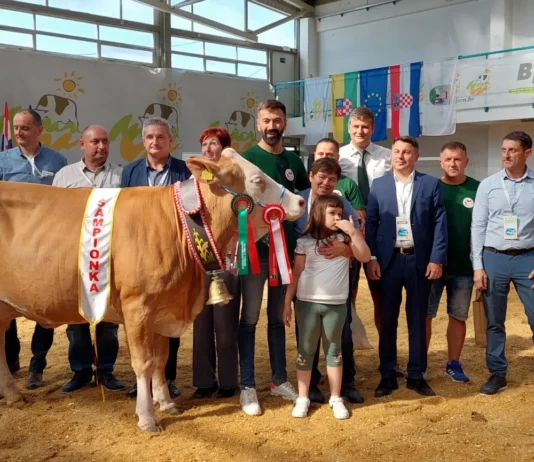 državna stočarska izložba izložba stoke u gudovcu