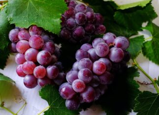 promowine infor potpore sektoru vina