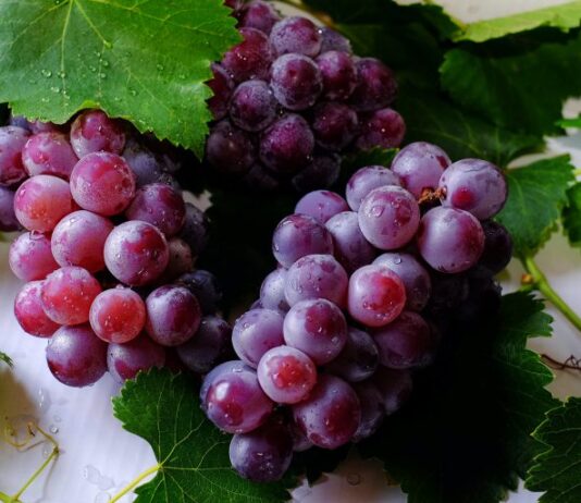 Prvi natječaji za potpore sektoru vina: PROMOWINE – Promidžba i INFOR – Informiranje promowine infor potpore sektoru vina
