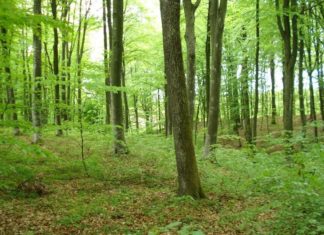 gospodarenje u šumama privatnih šumoposjednika