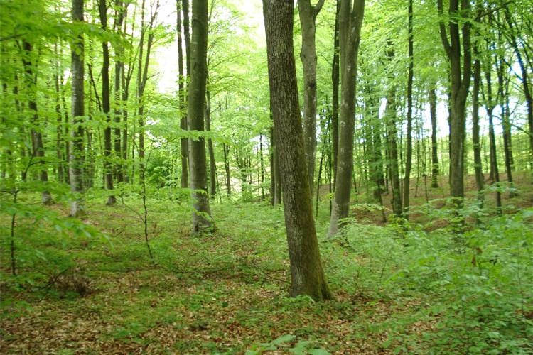 gospodarenje u šumama privatnih šumoposjednika