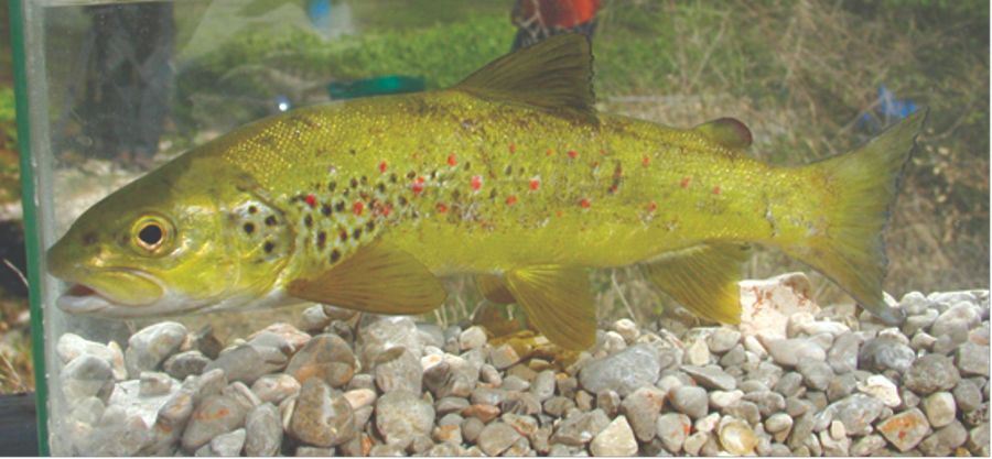 Slika-1-Mekousna-pastrva