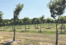 Kako do visokog prinosa ploda kestena?