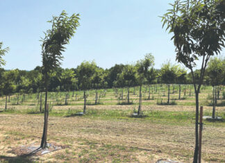 Kako do visokog prinosa ploda kestena?