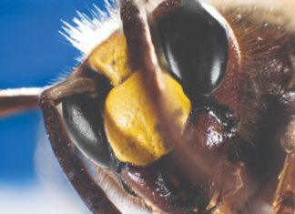 osjetila pčela