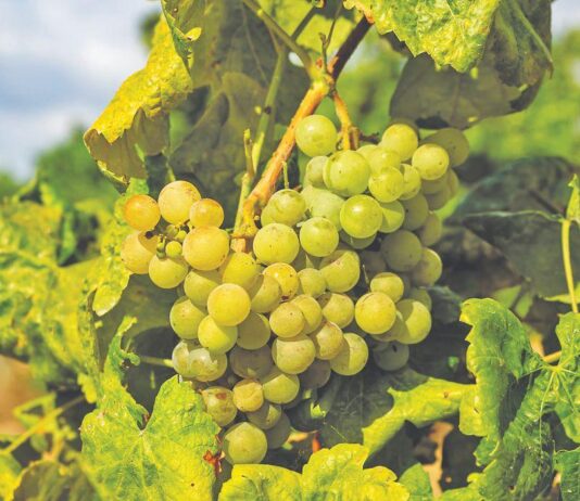 Kolika je zarada po butelji?