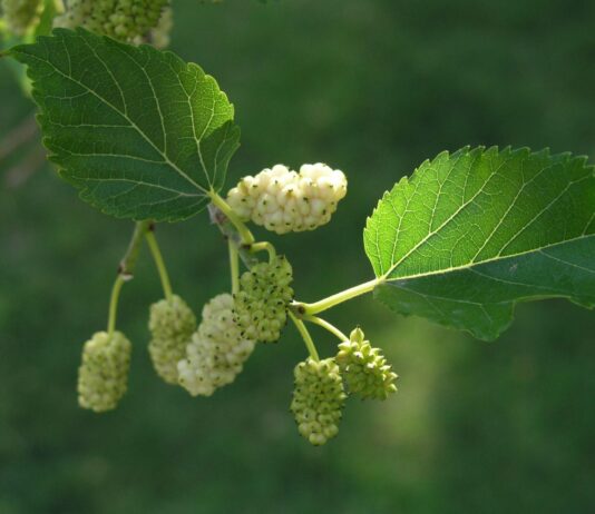 Dud uskoro u sustavu poticaja