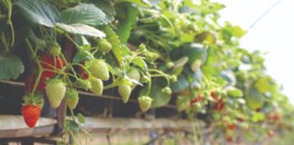fertirigacija u uzgoju jagoda