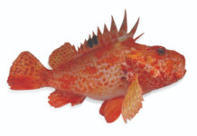 škarpina