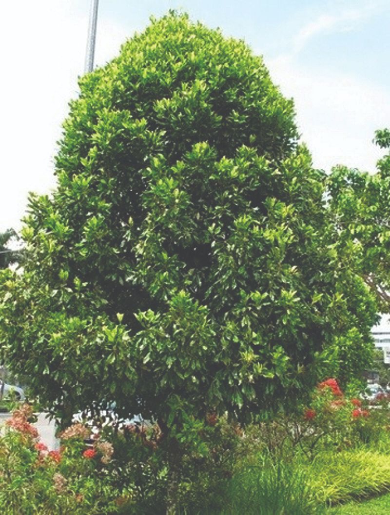 Пряное дерево. Гвоздичное дерево Сизигиум. Гвоздика Сизигиум. Сизигиум («гвоздика») приправа. Syzygium cumini дерево.