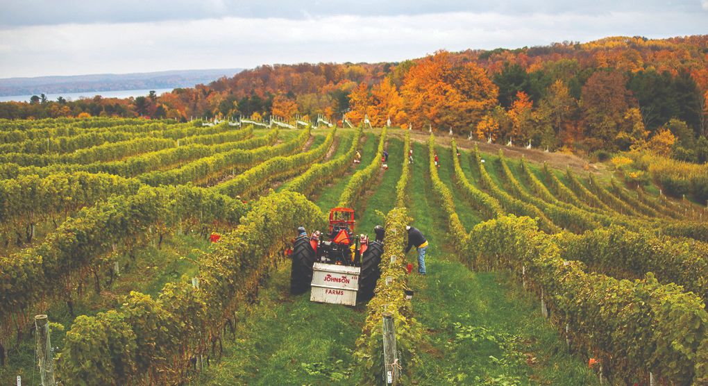 transportni sustavi u vinogradarstvu