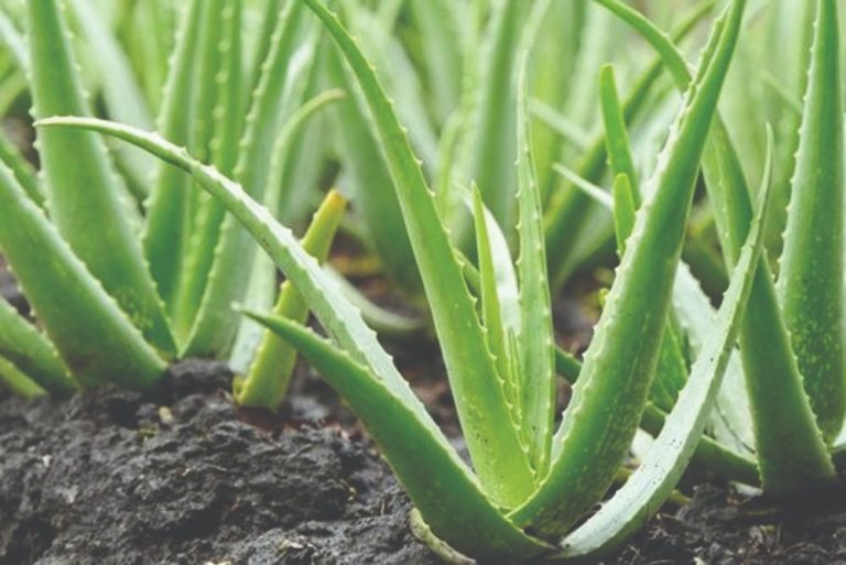 Aloja ili aloe vera za smirenje upala i jači imunološki sustav