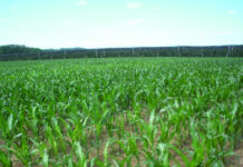 Kukuruz – najzastupljenija kultura na obradivim površinama RH
