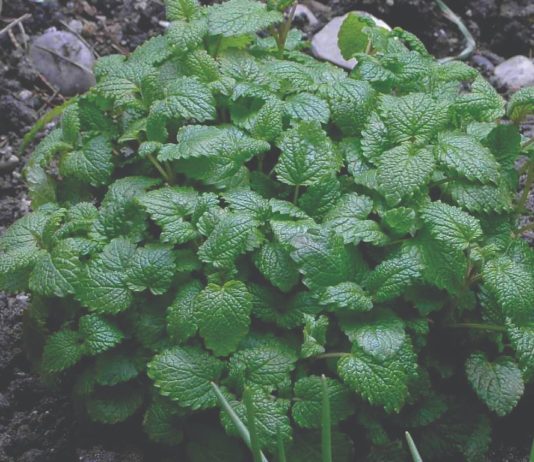 Matičnjak: Kako ga uzgojiti? matičnjak