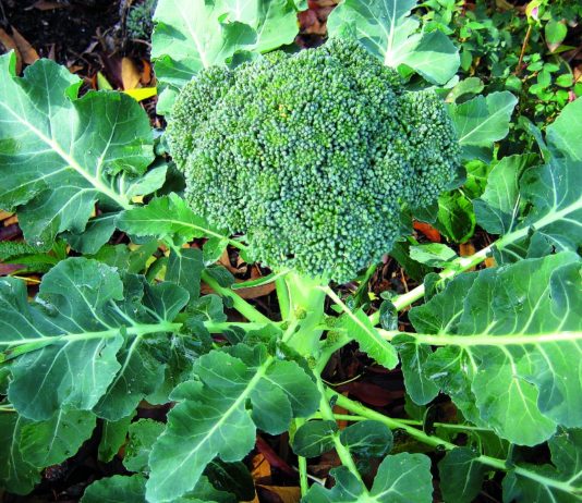 brokula uzgoj brokule