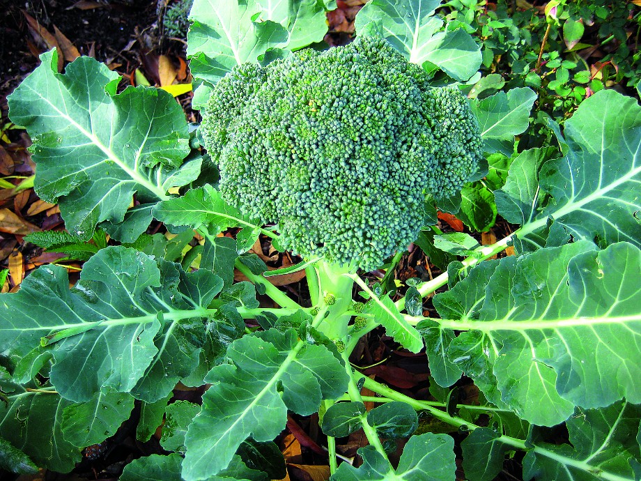 brokula uzgoj brokule
