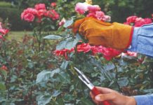 kako orezati ruže orezivanje ruža