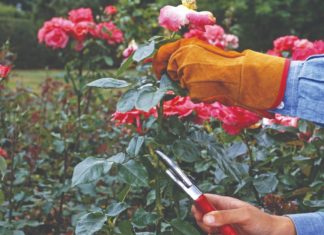 kako orezati ruže orezivanje ruža