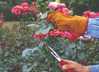 rezidba ruža zimsko orezivanje ruža