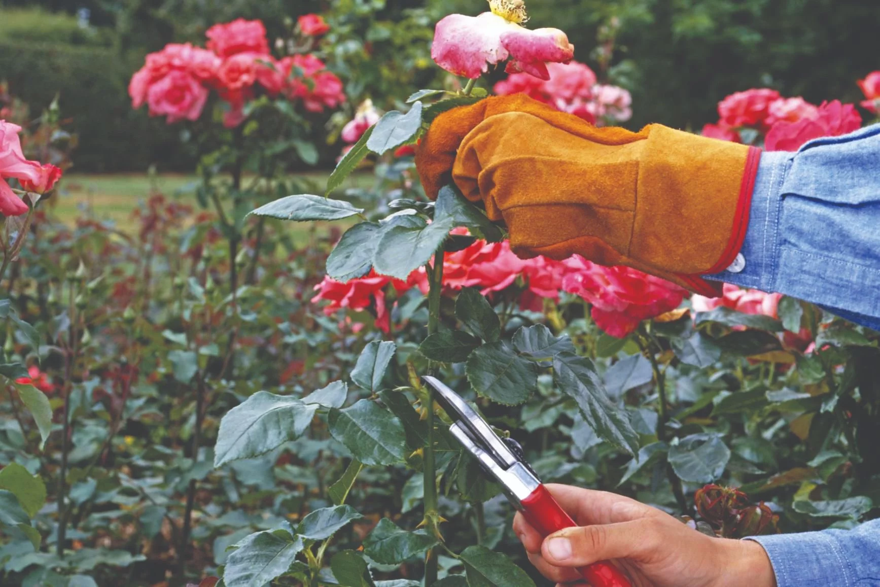 rezidba ruža zimsko orezivanje ruža