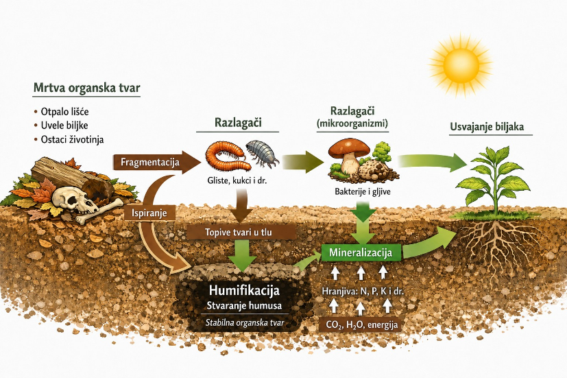 Shema humifikacije i mineralizacije organske tvari u tlu