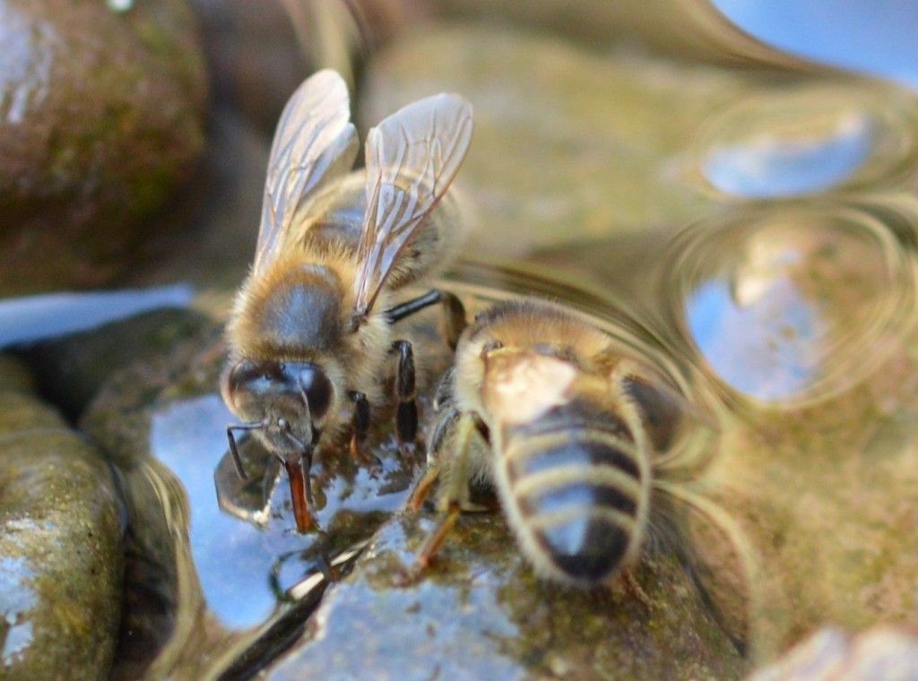 suša i pčele