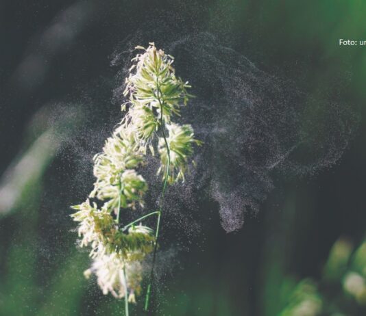 Podjela alergija prema podrijetlu