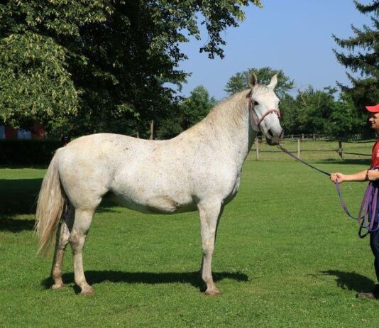 Isplativ uzgoj konja u Hrvatskoj