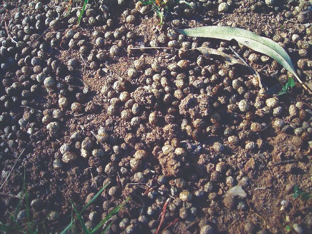 gnoj od kunića korištenje gnoja od kunića