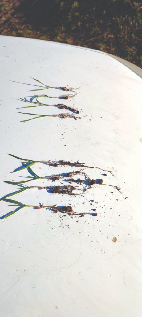 Ova slika ima prazan alt atribut ; naziv datoteke je Slika-3.-Lijevo-biljke-psenice-s-mikorizom-desno-bez-mikorize-461x1024.jpg