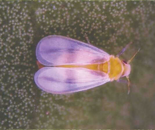 Novi štetnik u RH – fikusov štitasti moljac Novi štetnik u RH - fikusov štitasti moljac
