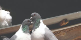 razmnožavanje golubova