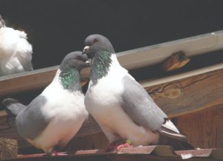 razmnožavanje golubova