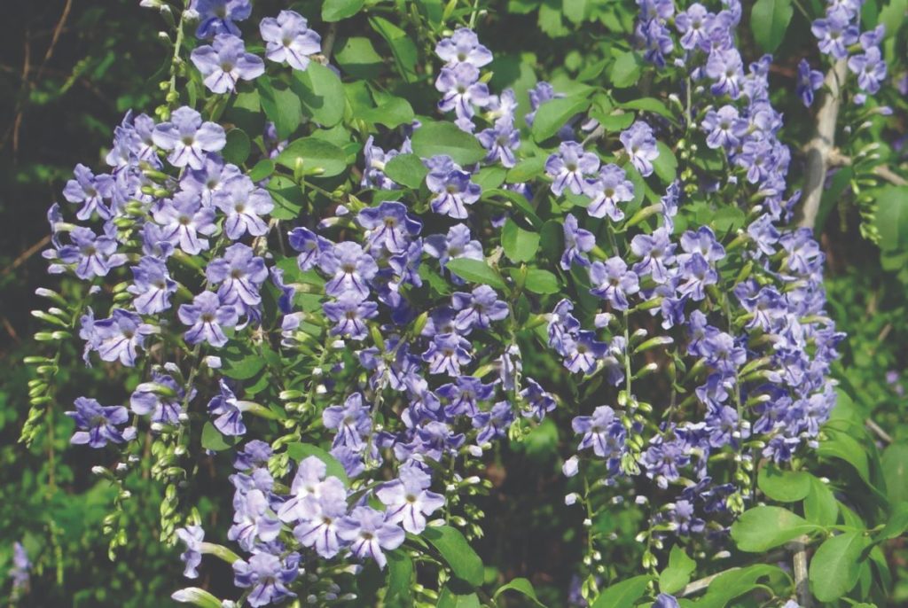 mediteranski ukrasni cvatući grmovi mediterana