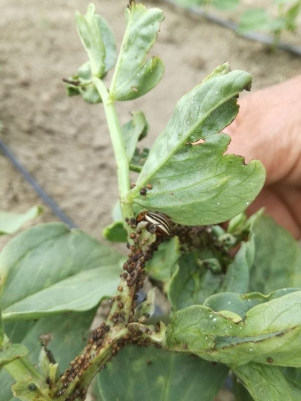 Biološko suzbijanje krumpirove zlatice - Gospodarski list