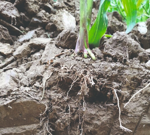 konzervacijska poljoprivreda