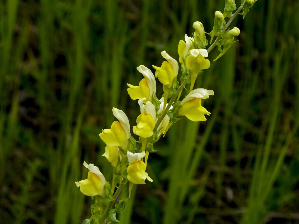 zijevalica