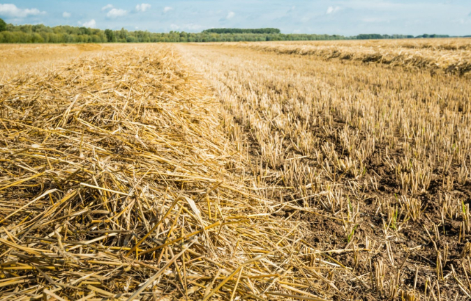 Usitnjeni žetveni ostaci na parceli