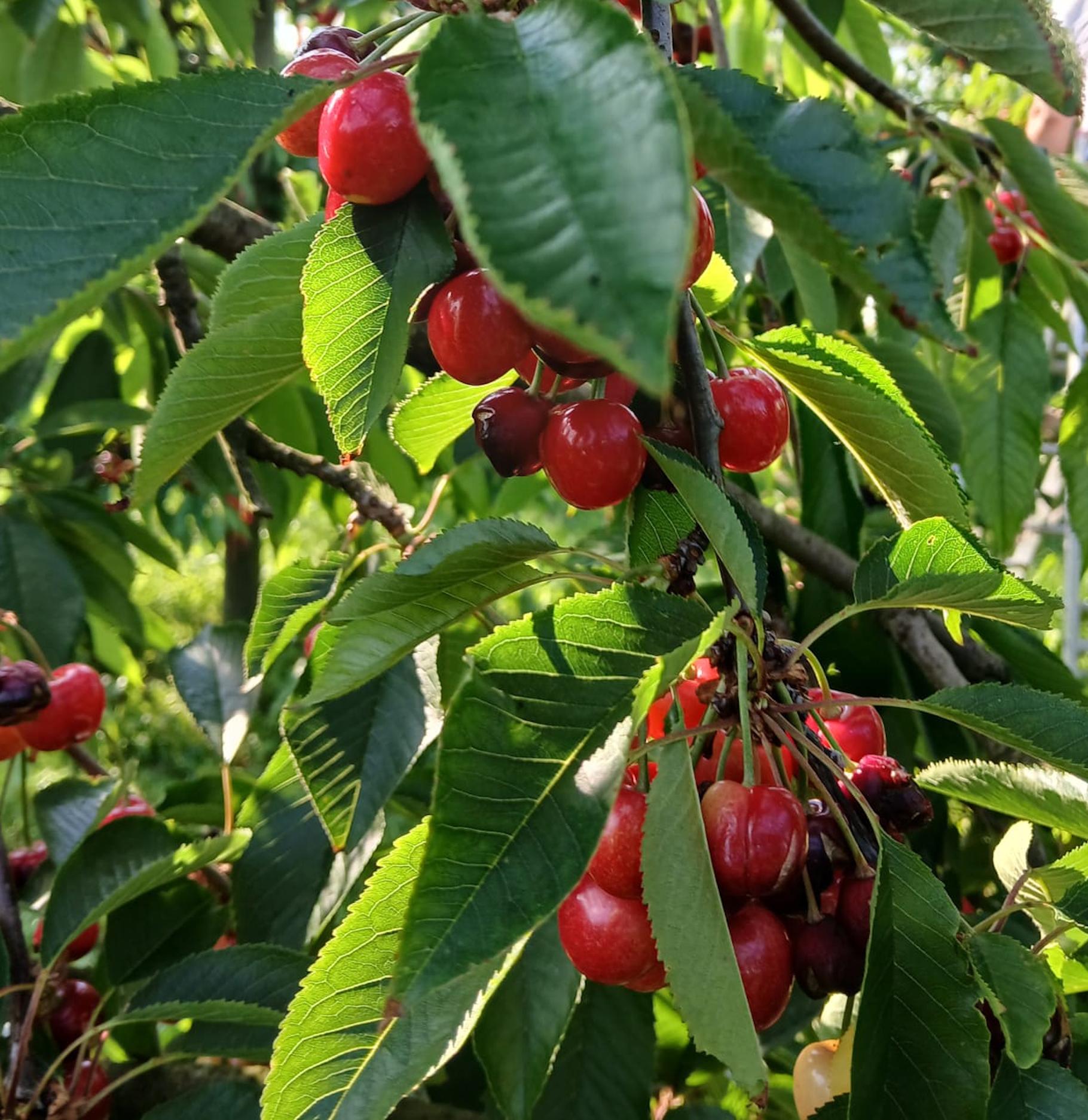 Sorta trešnje Sweet Aryana